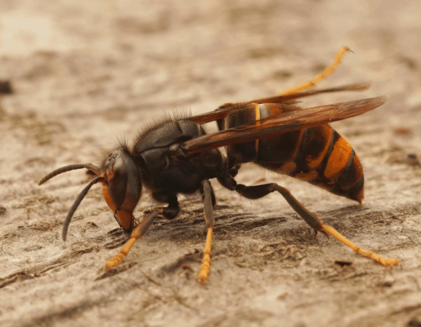 Destruction des nids de frelons asiatiques