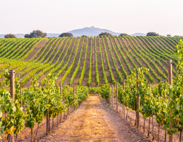 Une soirée d’été au vignoble