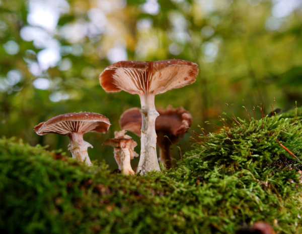 Randonnée à la découverte des champignons